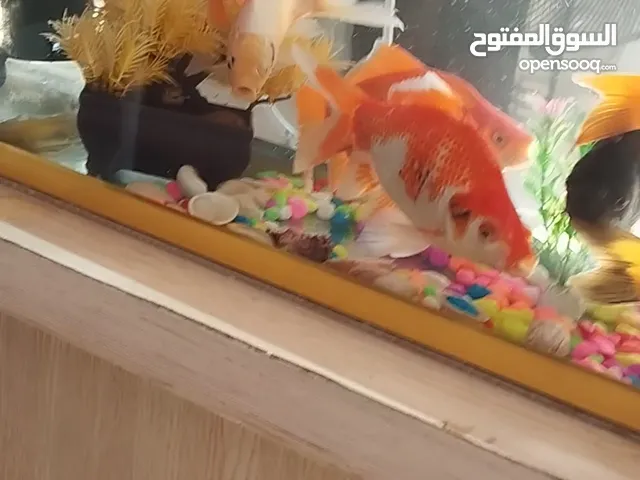 اسماك جولد فيش