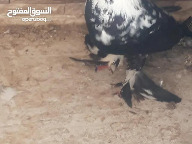 طيرة سكسفونية للبدل بلدي