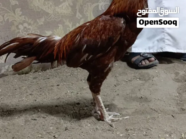 طير باكستاني اصل للبدل بطير ميدا او للبيع