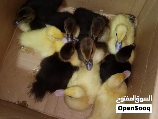 رومي تهجين نعام