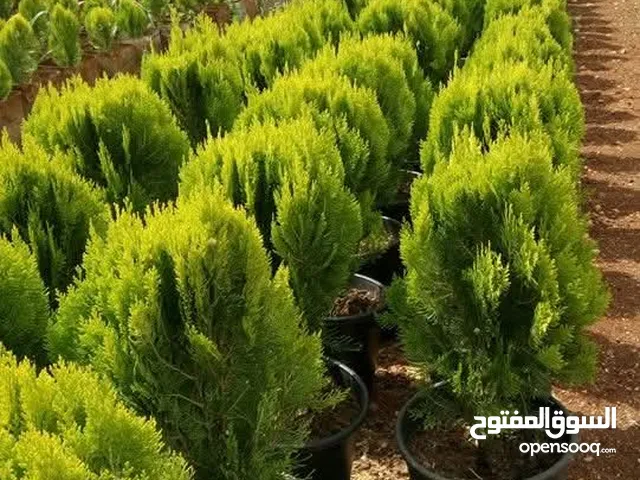 مشاتل الرايه