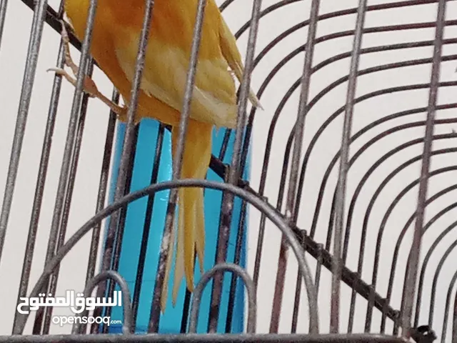 حبه بصلاة على النبي طول ورفع للبيع او للبدل على ذكر مخملي جاهز بدون قفص