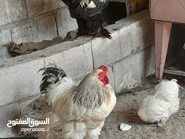 متاح 2ديوك و2جاج براهيمي جامبو نخب اول البزره الاصليه بياضات