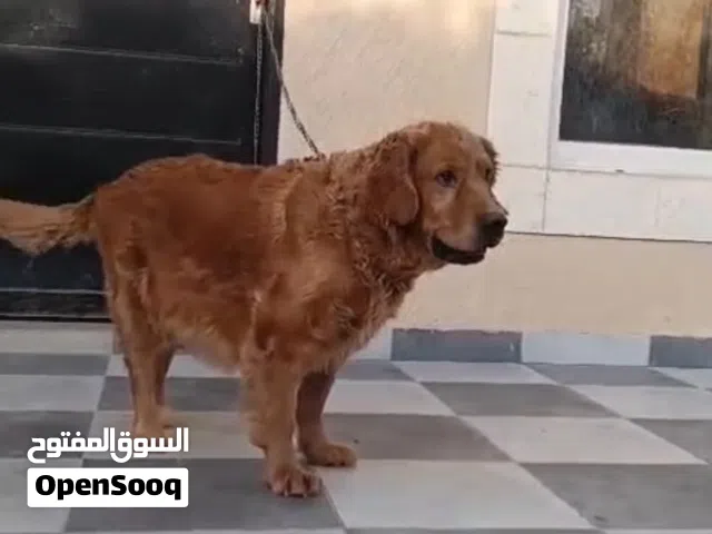 جراوي جولدن ريتريفر للبيع