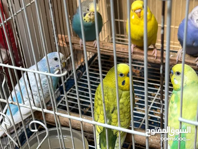 Budgies for sale