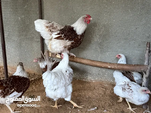 متاح 5 دجاجات 1فروج وان دوت بركاني