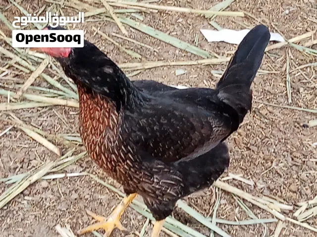 دجاجه ام اكريعه لونه ابيض