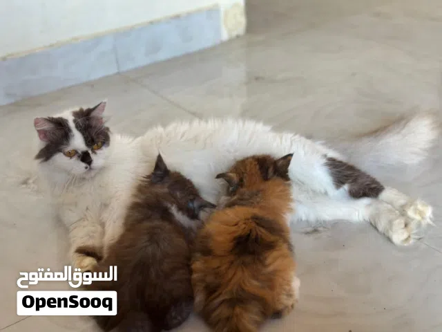 ثلاث قطط للبيع ام مع ابنائها الابناء ذكر و انثا اعمارهم شهرين و نص و الام عمرها سنه 1