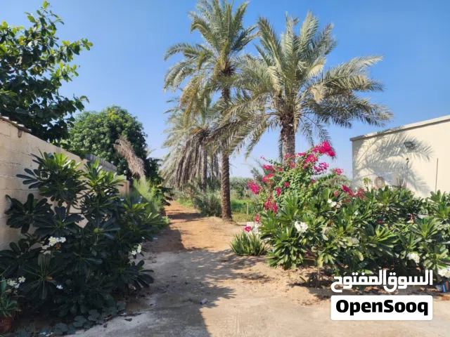 Studio Farms for Sale in Al Batinah Sohar