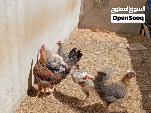 7 ديوك للبيع