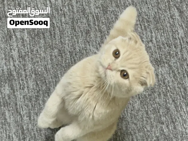 قط ذكر سكوتش فولد للبيع ذكر عمر 9 اشهر