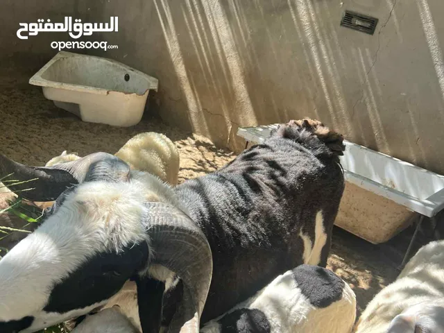 خروف فحل للبيع