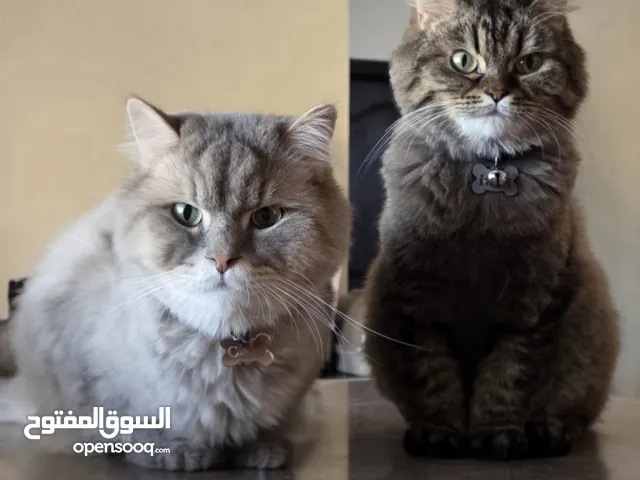 Persian Cats for Sale