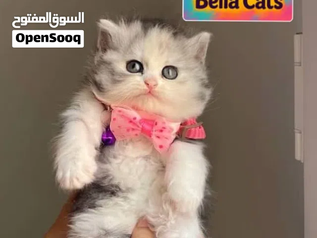 بنوته دبدوبه