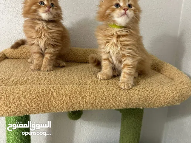 Cute Little Male & Female Maine Coon Kittens Available