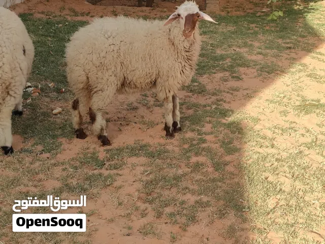 افطيمة ربي يبارك عمره قريب 5 شهور سعر البيع 1200 وساهل