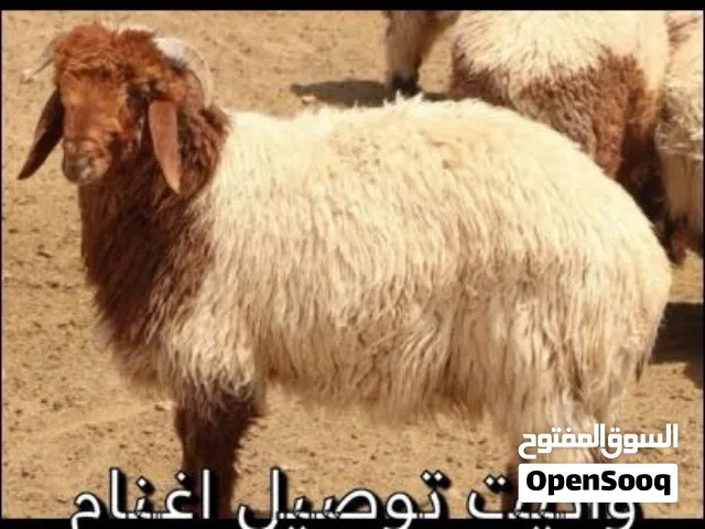 تووووصيل. جميع مناطق الكويت اغنام ضحايا عفش أغراض.