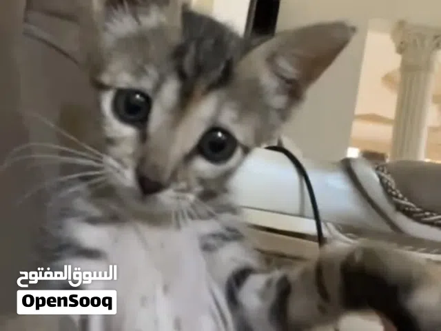 قطه للتبني