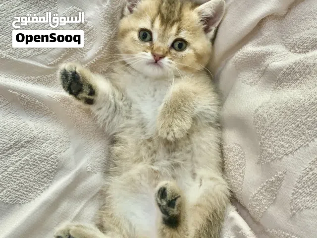 سكوتش ستريت  أنثى جولد