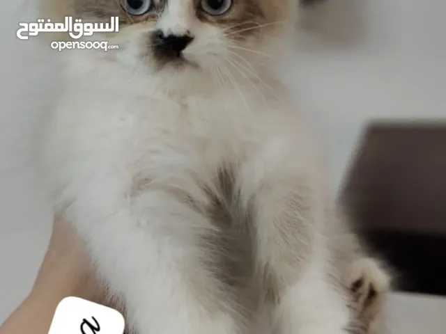 راغدول بيور