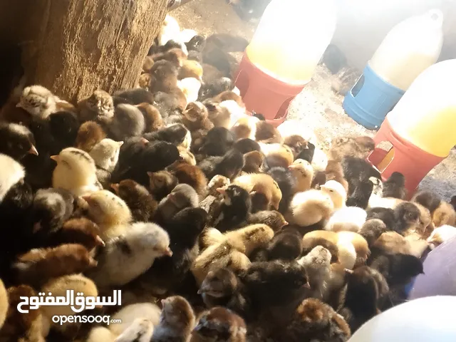 بسم الله الرحمن الرحيم متوفر صوص بلدي و فيومي و الوهمان العدد 700 صحه 100% إن شاءالله ماخذ مطعوم