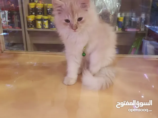 Persian cat