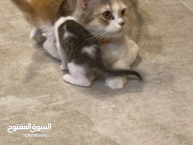 للتبني قطة مع أطفالها