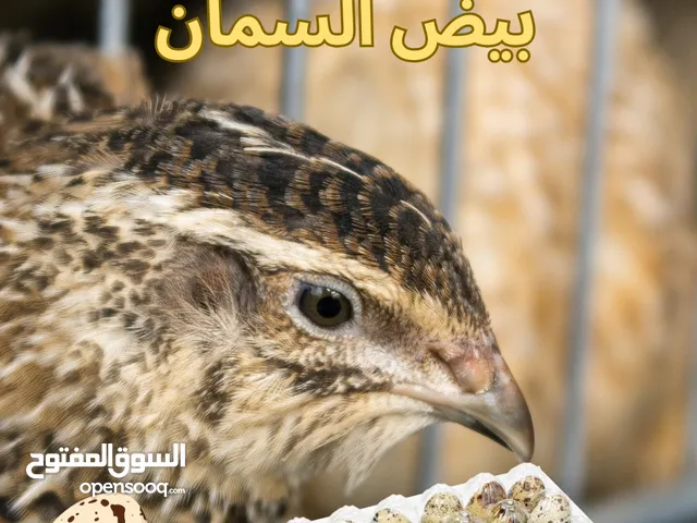 للبيع بيض سمان