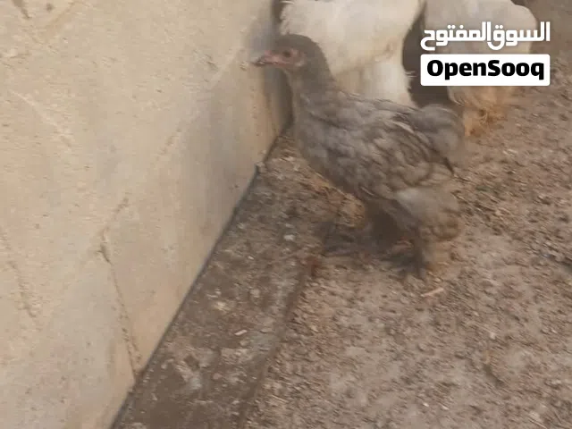 صوص براهما