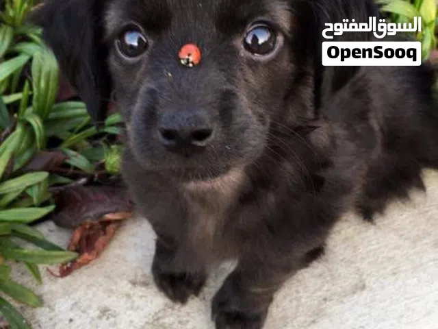 نبي جروو لتبني يكون بصحه جيده
