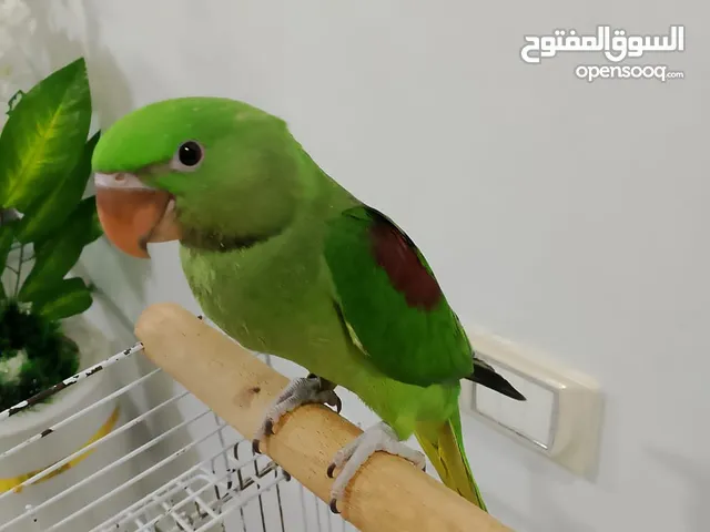 ببغاء دره امريكي تأكيل يدوي مرحلة فطام بغبغان بيتكلم