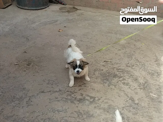 البحيرة مركز ايتاى البارود