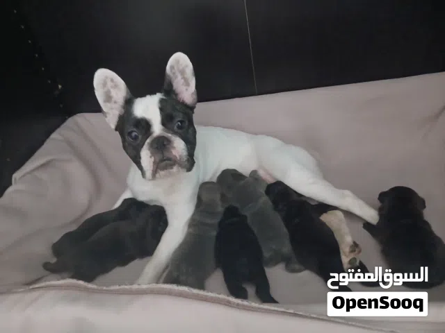 فرنش بولدوق