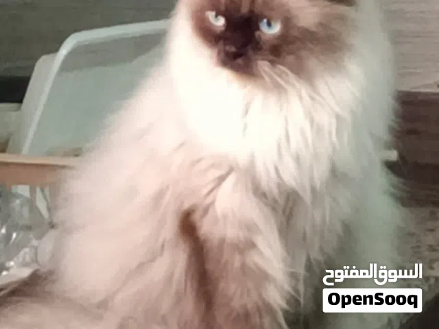 هملايا بيور