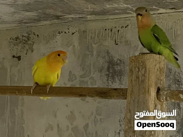 انثى أورنج عين حمرة ومعاها اربعة فروخ انتاجها