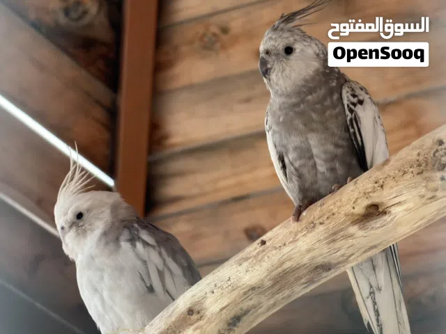 زوج كوكتيل وايت فيس للبيع
