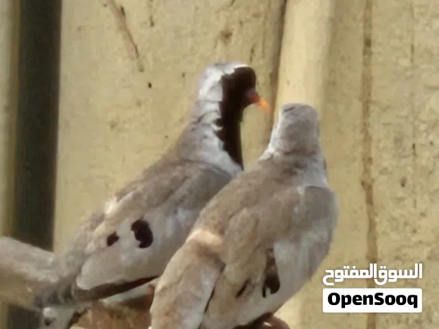 مطلوب انثى لهذا الحمام