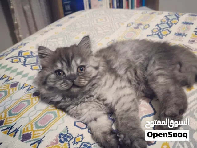 Sevimli tüylü yavru kedi satılık