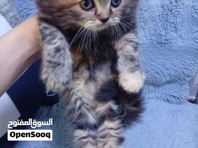 Fluffy Siberian Scottish Kitten