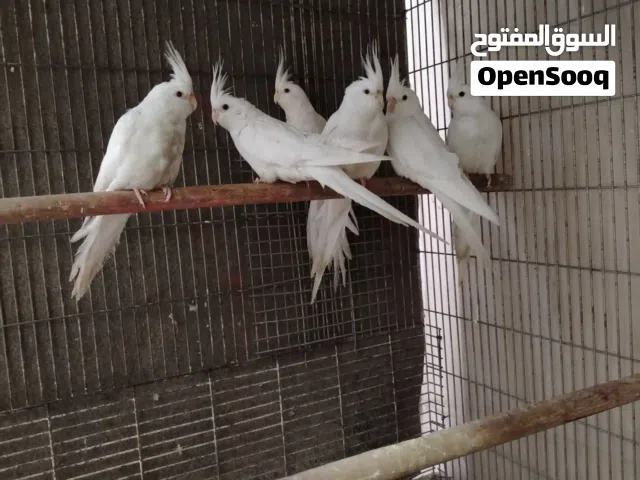 كوكتيلات البينو للبيع