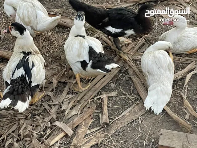 بط مصري بصح جيده تابع الوصف