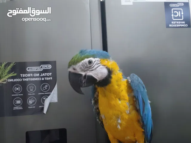 macaw parrot