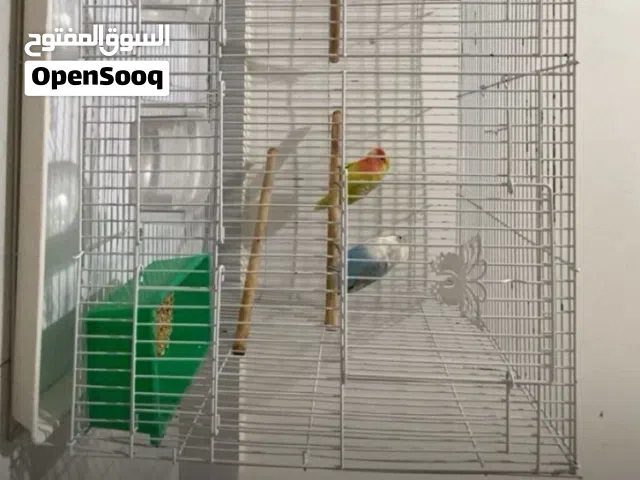 ببغاء روز الأزرق اليف والأخضر غير اليف