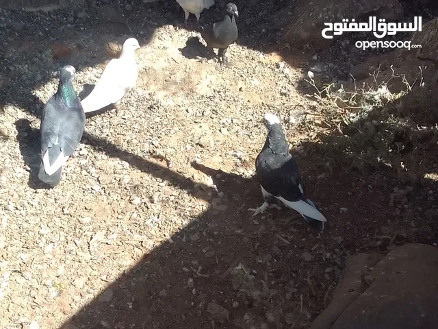 بيع حمام حجم الكبير وبصحه جيده حمام رسائل