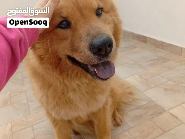 كلبة تشاو تشاو للبيع