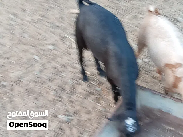 أغنام للبيع 3 روؤس
