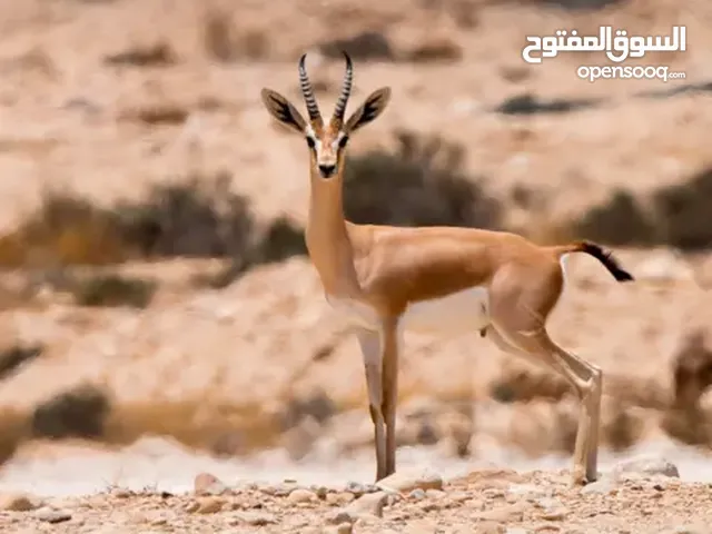 غزلان ريم و دماني ازواج