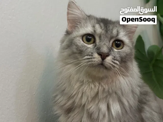 قطه رماديه-صلاله