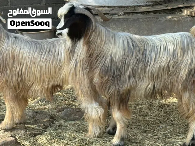 تيوس عمانيات حوالي سنه ونص مخصايات من يوم صغار حال العيد جاهزات