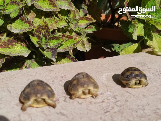 سلاحف صغيرة للبيع